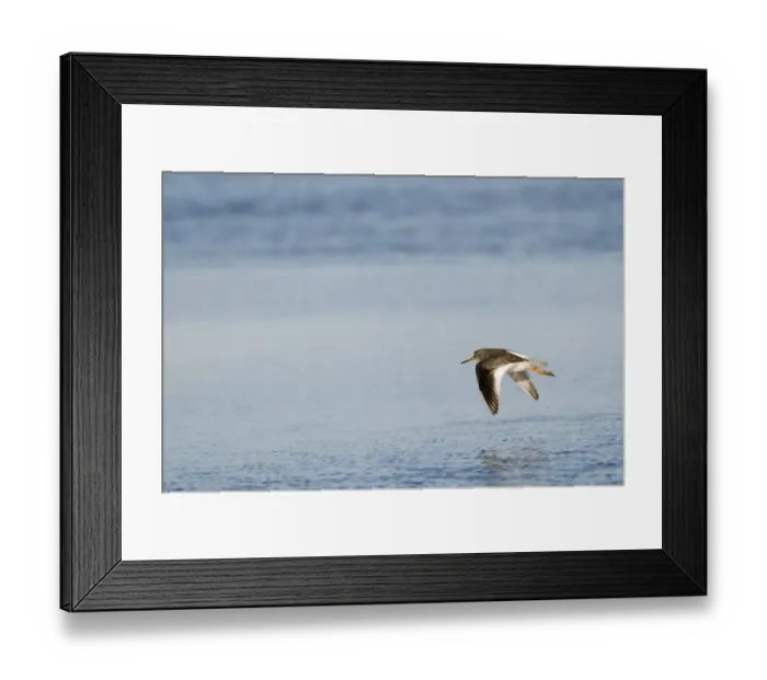 Framed Print : Redshank Tringa totanus Cley Norfolk November Framed Print : Redshank Tringa totanus Cley Norfolk November