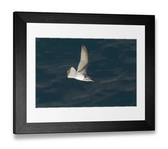 Framed Print : Antarctic Prion Pachyptila desolata off South Georgia NOvember Framed Print : Antarctic Prion Pachyptila desolata off South Georgia NOvember