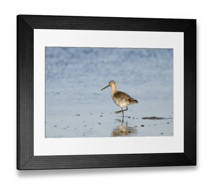 Framed Print : Black-tailed Godwit Limosa limosa winter plumage Norfolk November Framed Print : Black-tailed Godwit Limosa limosa winter plumage Norfolk November