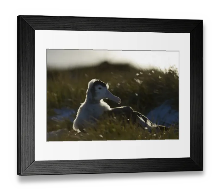 Framed Print : Wandering Albatross Diomedea exulans 10 month old chck on Prion Island in Bay of Framed Print : Wandering Albatross Diomedea exulans 10 month old chck on Prion Island in Bay of