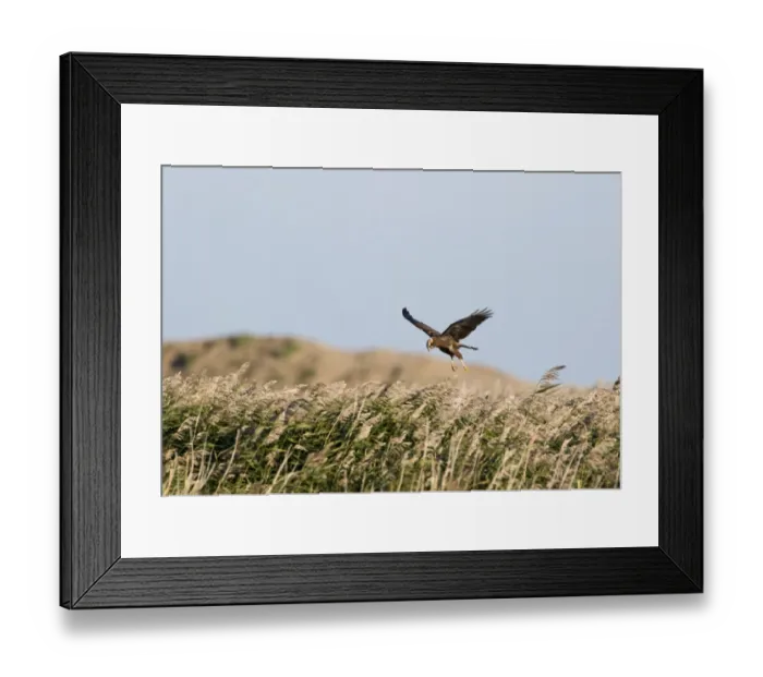 Framed Print : Marsh Harrier Circus aeruginosus female hovering over reedbed Cley Norfolk October Framed Print : Marsh Harrier Circus aeruginosus female hovering over reedbed Cley Norfolk October