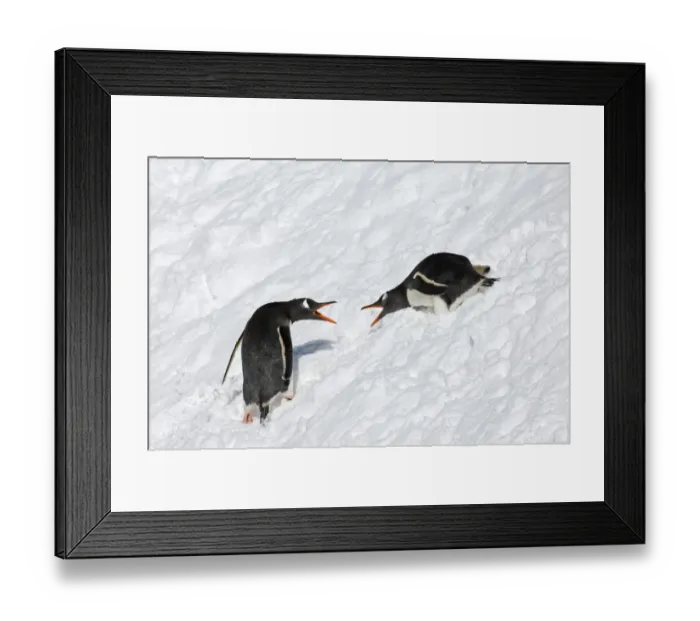 Framed Print : Gentoo Penguins Pygoscelis papua being aggressive South Georgia November Framed Print : Gentoo Penguins Pygoscelis papua being aggressive South Georgia November