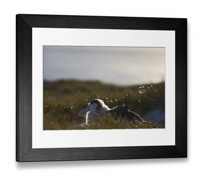 Framed Print : Wandering Albatross Diomedea exulans 10 month old chck on Prion Island in Bay of Framed Print : Wandering Albatross Diomedea exulans 10 month old chck on Prion Island in Bay of