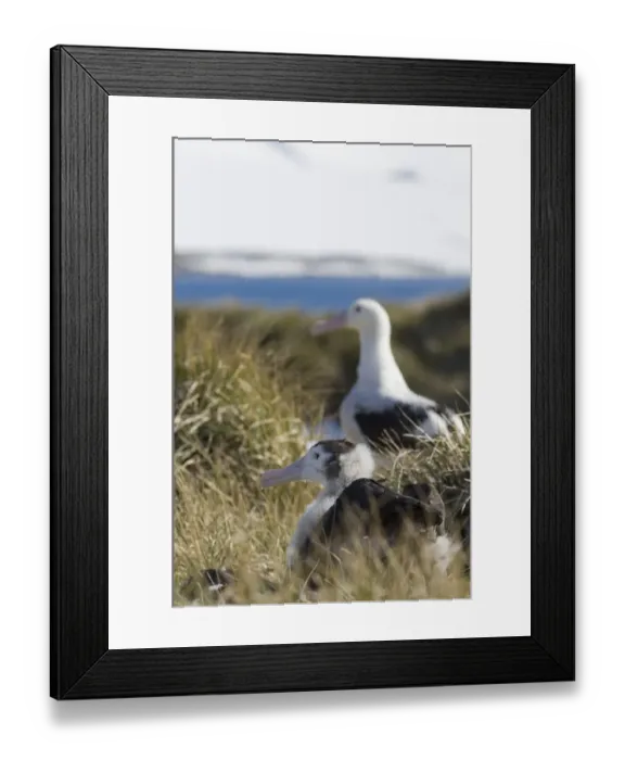 Framed Print : Wandering Albatross Diomedea exulans adult in background and 10 month old chick on Framed Print : Wandering Albatross Diomedea exulans adult in background and 10 month old chick on