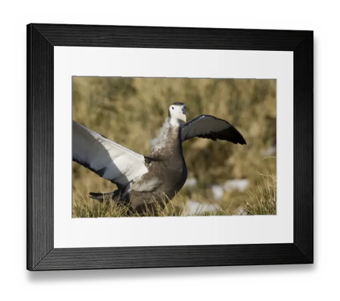 Framed Print : Wandering Albatross Diomedea exulans 10 month old chck on Prion Island in Bay of Framed Print : Wandering Albatross Diomedea exulans 10 month old chck on Prion Island in Bay of