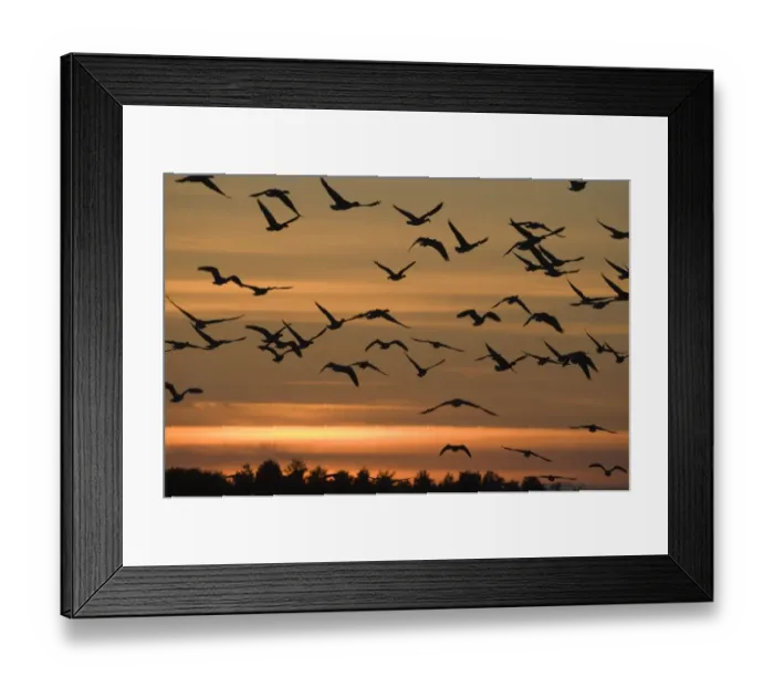 Framed Print : Pink-footed Geese Anser brachyrhynchus at dawn Norfolk
