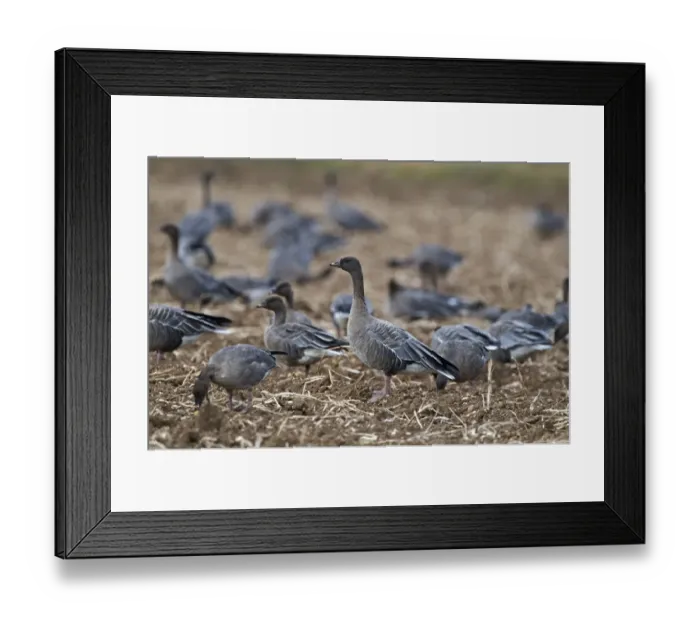 Framed Print : Pink-footed Geese Anser brachyrhynchus feeding in potato field Norfolk Framed Print : Pink-footed Geese Anser brachyrhynchus feeding in potato field Norfolk