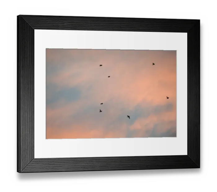Framed Print : small flock of migrating Redwings Turdus iliacus Norfolk October Framed Print : small flock of migrating Redwings Turdus iliacus Norfolk October