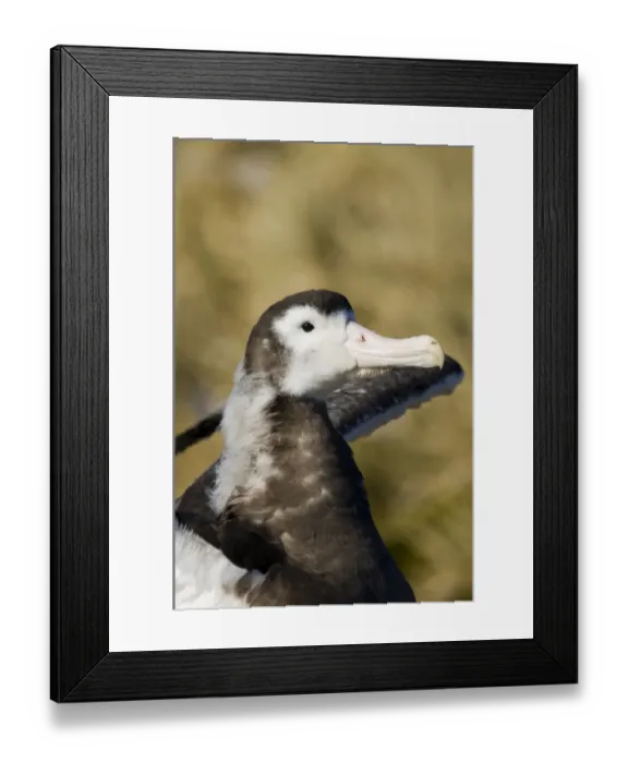 Framed Print : Wandering Albatross Diomedea exulans 10 month old chck on Prion Island in Bay of Framed Print : Wandering Albatross Diomedea exulans 10 month old chck on Prion Island in Bay of