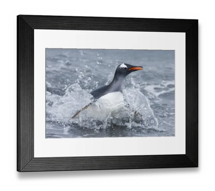 Framed Print : Gentoo Penguin Pygoscelis papua coming ashore Gold Harbour South Georgia November Framed Print : Gentoo Penguin Pygoscelis papua coming ashore Gold Harbour South Georgia November