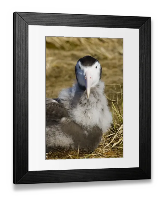 Framed Print : Wandering Albatross Diomedea exulans 10 month old chck on Prion Island in Bay of Framed Print : Wandering Albatross Diomedea exulans 10 month old chck on Prion Island in Bay of