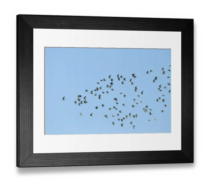 Framed Print : Golden Plover Pluvialis apricaria flock over Titchwell RSPB Reserve October Framed Print : Golden Plover Pluvialis apricaria flock over Titchwell RSPB Reserve October