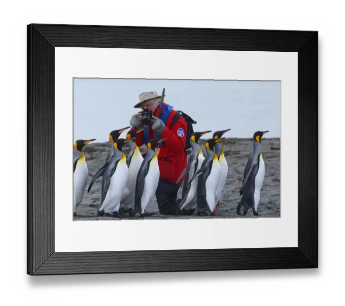 Framed Print : King Penguin Aptenodytes patagonicus adults running past tourist from cruise ship Framed Print : King Penguin Aptenodytes patagonicus adults running past tourist from cruise ship