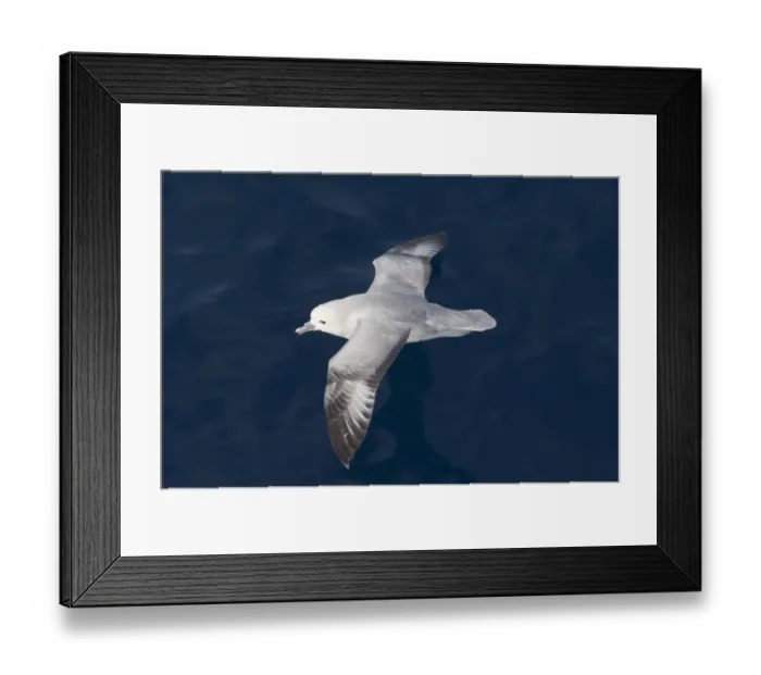Framed Print : Southern Fulmar Fulmarus glacialoides Southern Ocean November Framed Print : Southern Fulmar Fulmarus glacialoides Southern Ocean November