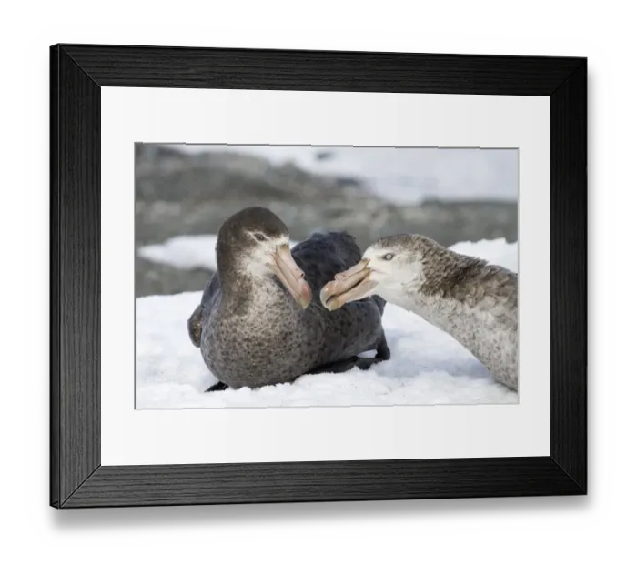 Framed Print : Southern Giant Petrel Macronectes giganteus pair South Georgia Framed Print : Southern Giant Petrel Macronectes giganteus pair South Georgia