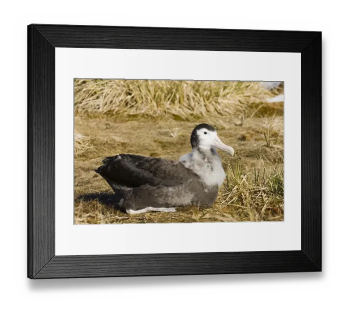 Framed Print : Wandering Albatross Diomedea exulans 10 month old chck on Prion Island in Bay of Framed Print : Wandering Albatross Diomedea exulans 10 month old chck on Prion Island in Bay of
