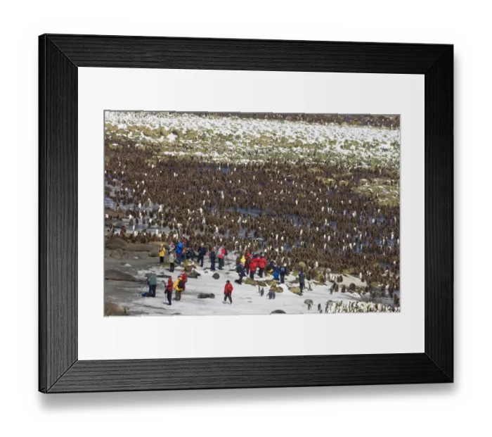 Framed Print : King Penguin colony Aptenodytes patagonicus and tourists from cruise ship Gold Harbour Framed Print : King Penguin colony Aptenodytes patagonicus and tourists from cruise ship Gold Harbour