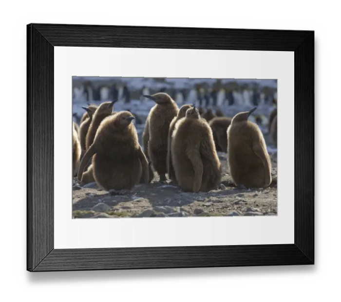 Framed Print : King Penguin Aptenodytes patagonicus chicks Gold Harbour South Georgia November Framed Print : King Penguin Aptenodytes patagonicus chicks Gold Harbour South Georgia November