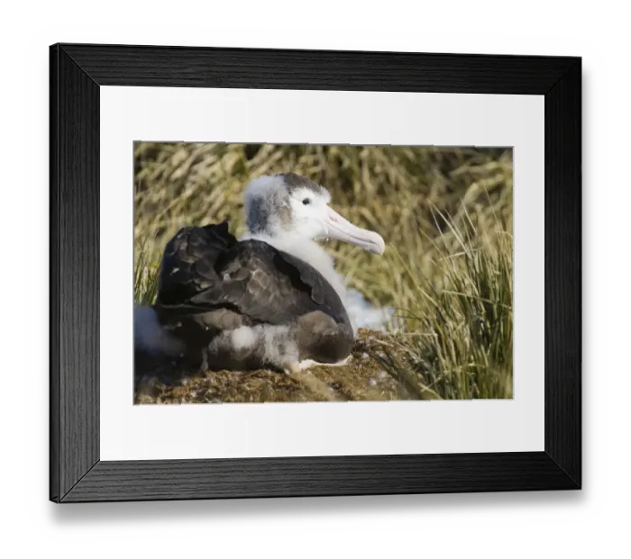 Framed Print : Wandering Albatross Diomedea exulans 10 month old chck on Prion Island in Bay of