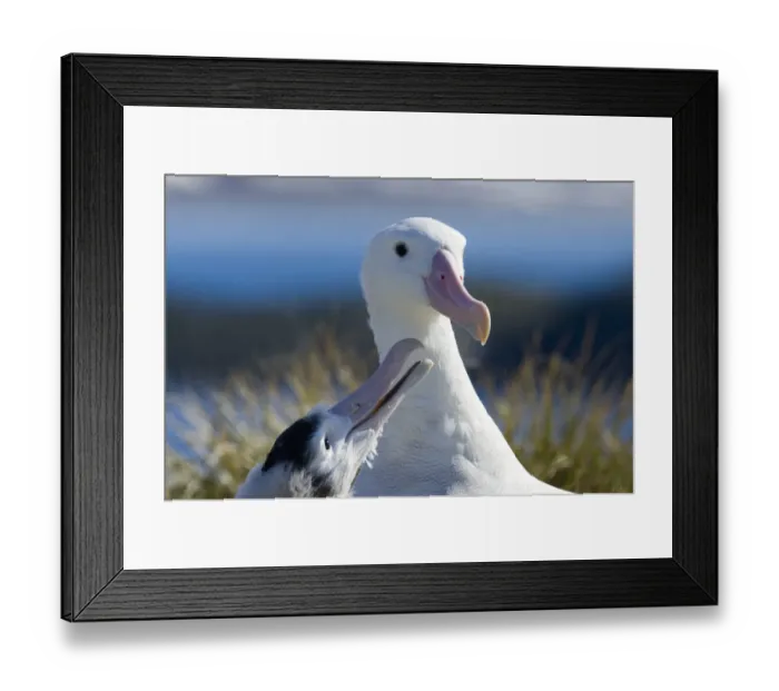 Framed Print : Wandering Albatross Diomedea exulans feeding 10 month old chick on Albatross Island Framed Print : Wandering Albatross Diomedea exulans feeding 10 month old chick on Albatross Island