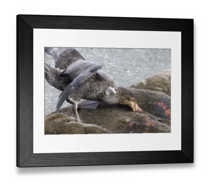 Framed Print : Southern Giant Petrel Macronectes giganteus on seal carcass South Georgia Framed Print : Southern Giant Petrel Macronectes giganteus on seal carcass South Georgia