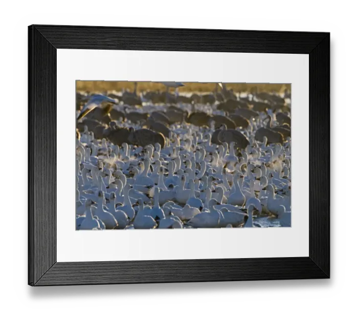Framed Print : Snow Geese Chen caerulescens on roosting pond at dawn with Sandhill Cranes Bosque Framed Print : Snow Geese Chen caerulescens on roosting pond at dawn with Sandhill Cranes Bosque