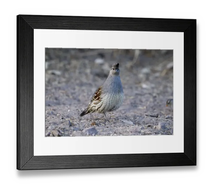 Framed Print : Gambels Quail Callipepla gambelii female Bosque del Apache New Mexico USA January Framed Print : Gambels Quail Callipepla gambelii female Bosque del Apache New Mexico USA January