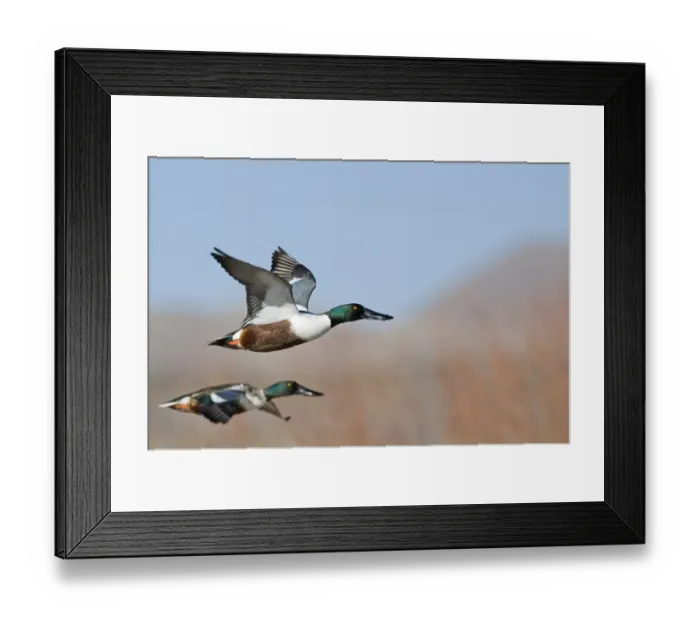 Framed Print : Shoveler Anas clypeata male Norfolk UK Framed Print : Shoveler Anas clypeata male Norfolk UK