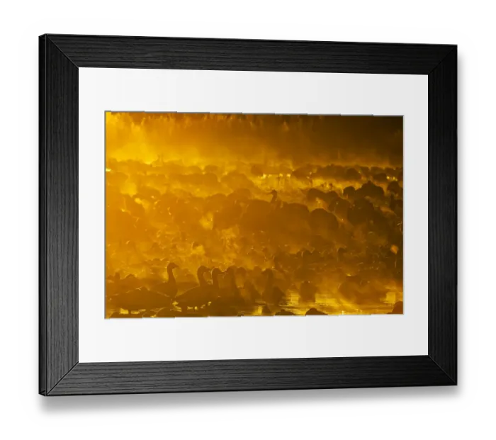 Framed Print : Snow Geese and Sandhill Cranes on roosting pond at sunrise Bosque del Apache New Framed Print : Snow Geese and Sandhill Cranes on roosting pond at sunrise Bosque del Apache New