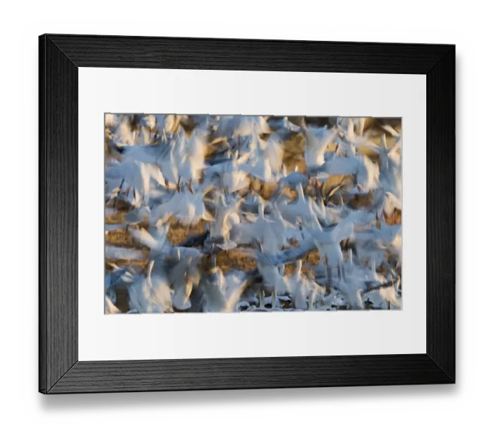Framed Print : Snow Geese Chen caerulescens taking off at dawn Bosque del Apache New Mexico USA January Framed Print : Snow Geese Chen caerulescens taking off at dawn Bosque del Apache New Mexico USA January