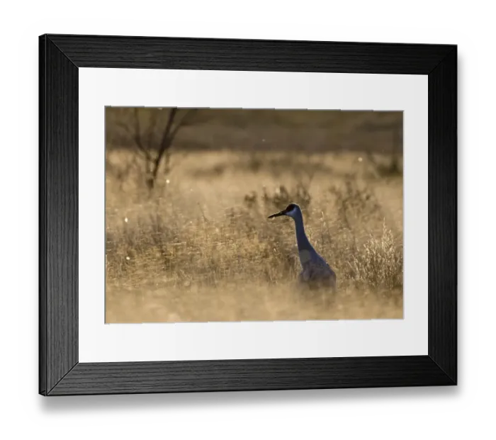 Framed Print : Sandhill Crane Grus canadensis Bosque Del Apache New Mexico USA January Framed Print : Sandhill Crane Grus canadensis Bosque Del Apache New Mexico USA January