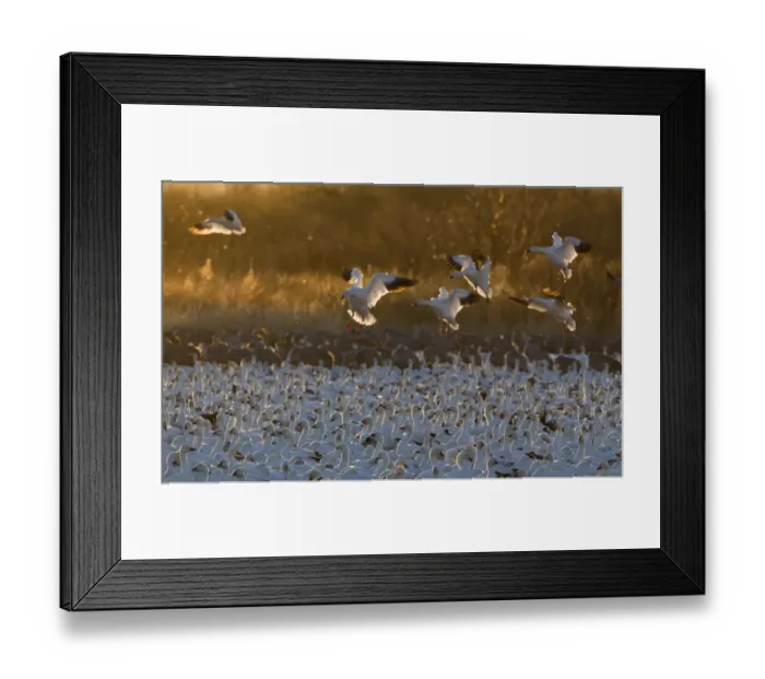 Framed Print : Snow Geese Chen caerulescens arriving at dawn Bosque del Apache New Mexico USA January Framed Print : Snow Geese Chen caerulescens arriving at dawn Bosque del Apache New Mexico USA January