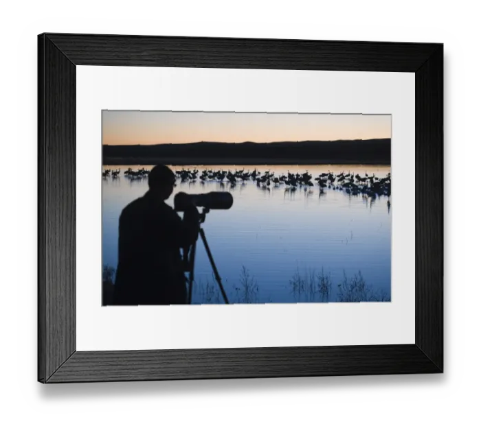 Framed Print : Sandhill Cranes Grus canadensis and photographer on roosting pond Bosque Del Apache