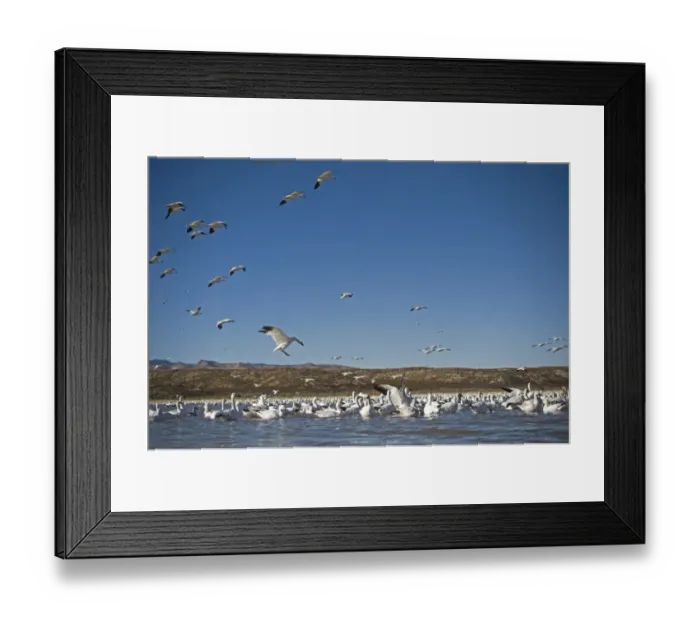 Framed Print : Snow Geese Chen caerulescens Bosque del Apache New Mexico USA January Framed Print : Snow Geese Chen caerulescens Bosque del Apache New Mexico USA January