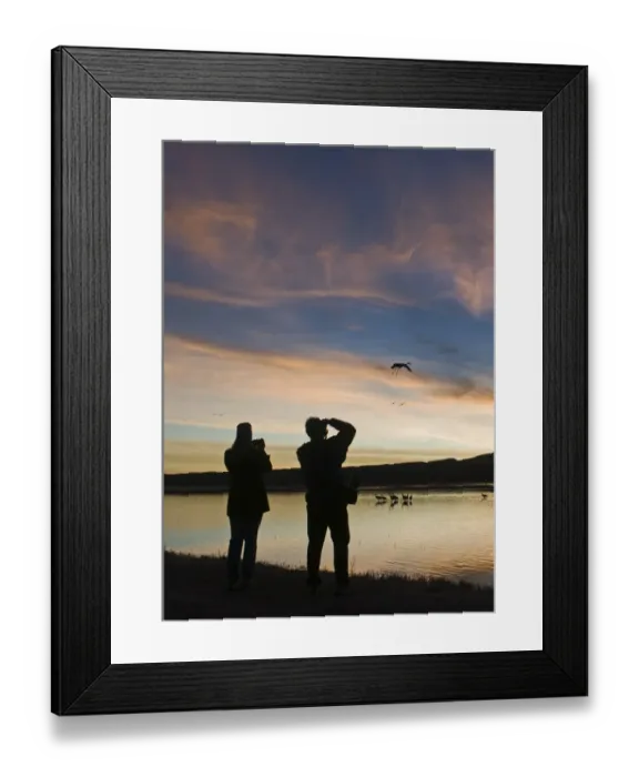 Framed Print : Photographing Sandhill Cranes Grus canadensis arriving on roosting pond Bosque del Framed Print : Photographing Sandhill Cranes Grus canadensis arriving on roosting pond Bosque del