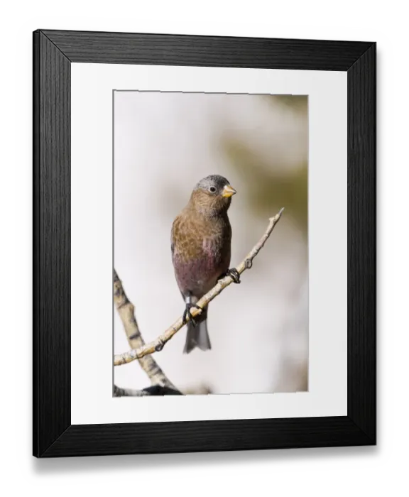 Framed Print : Gray-crowned Rosy-Finch Leucosticte tephrocotis Scandia Crest Nr Albuquerque New Framed Print : Gray-crowned Rosy-Finch Leucosticte tephrocotis Scandia Crest Nr Albuquerque New