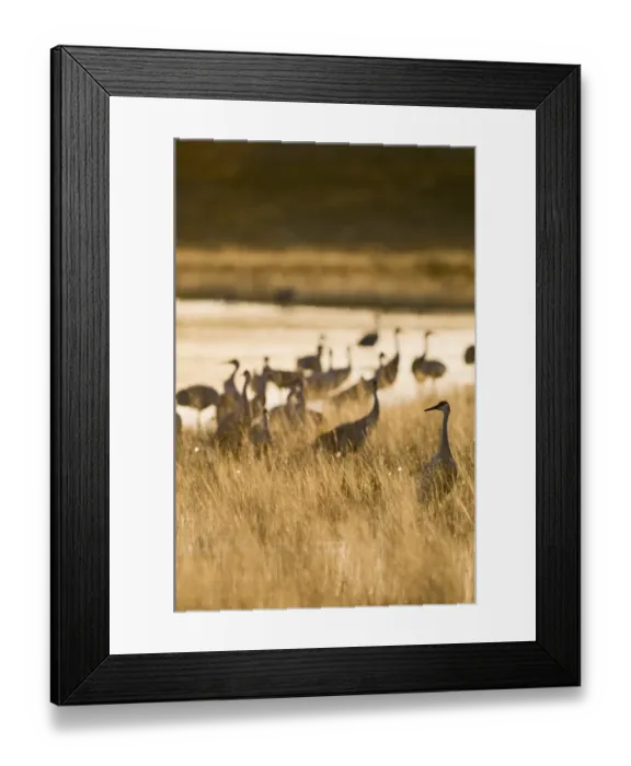 Framed Print : Sandhill Crane Grus canadensis on roosting pond Bosque del Apache New Mexico USA January Framed Print : Sandhill Crane Grus canadensis on roosting pond Bosque del Apache New Mexico USA January