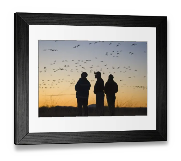 Framed Print : Snow Geese Chen caerulescens fill the dawn sky Bosque del Apache New Mexico USA January Framed Print : Snow Geese Chen caerulescens fill the dawn sky Bosque del Apache New Mexico USA January
