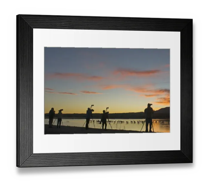 Framed Print : Photographers photographing Sandhill Cranes Grus canadensis at roosting pond Bosque Framed Print : Photographers photographing Sandhill Cranes Grus canadensis at roosting pond Bosque