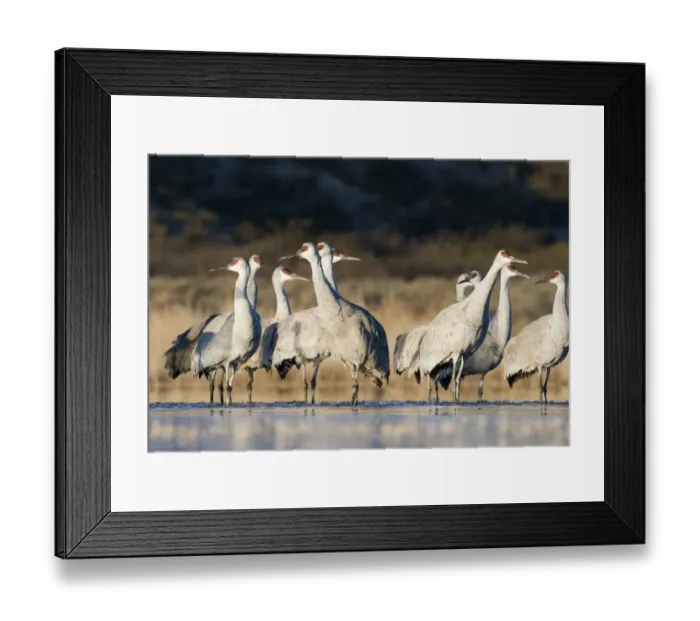 Framed Print : Sandhill Cranes Grus canadensis Bosque del Apache New Mexico January USA Framed Print : Sandhill Cranes Grus canadensis Bosque del Apache New Mexico January USA