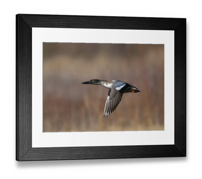 Framed Print : Shoveler Anas clypeata male Norfolk UK Framed Print : Shoveler Anas clypeata male Norfolk UK