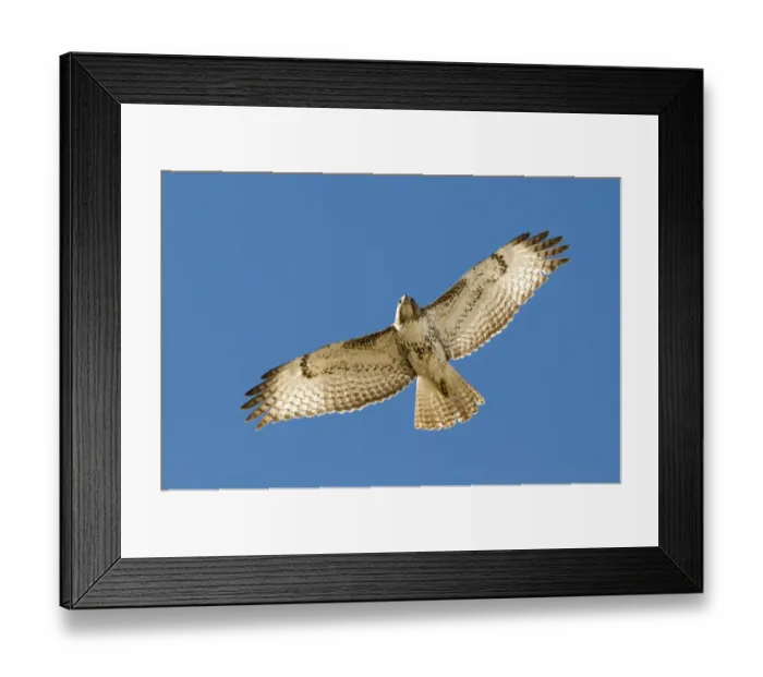 Framed Print : Red-tailed Hawk Buteo jamaicensis juvenile New Mexico USA January Framed Print : Red-tailed Hawk Buteo jamaicensis juvenile New Mexico USA January