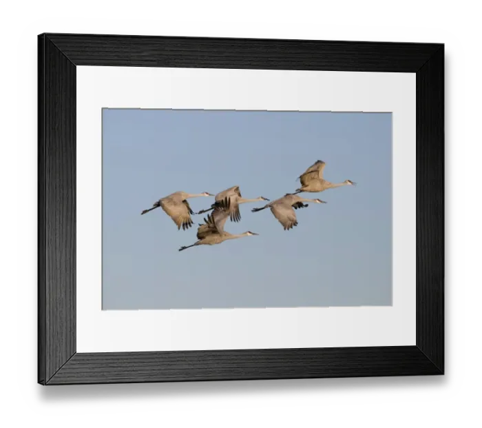 Framed Print : Sandhill Cranes Grus canadensis Bosque del Apache New Mexico January USA Framed Print : Sandhill Cranes Grus canadensis Bosque del Apache New Mexico January USA
