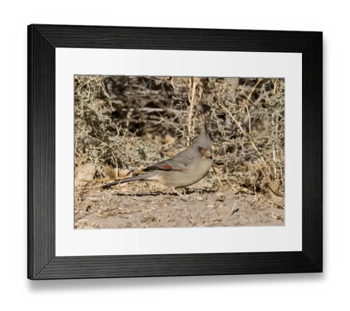 Framed Print : Pyrrhuloxia Cardinalis sinuatus female Bosque del Apache New Mexico USA January Framed Print : Pyrrhuloxia Cardinalis sinuatus female Bosque del Apache New Mexico USA January