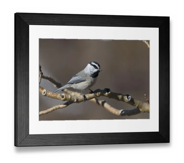 Framed Print : Mountain Chickadee Peocile gambeli Scandia Crest Albuquerque New Mexico USA Framed Print : Mountain Chickadee Peocile gambeli Scandia Crest Albuquerque New Mexico USA