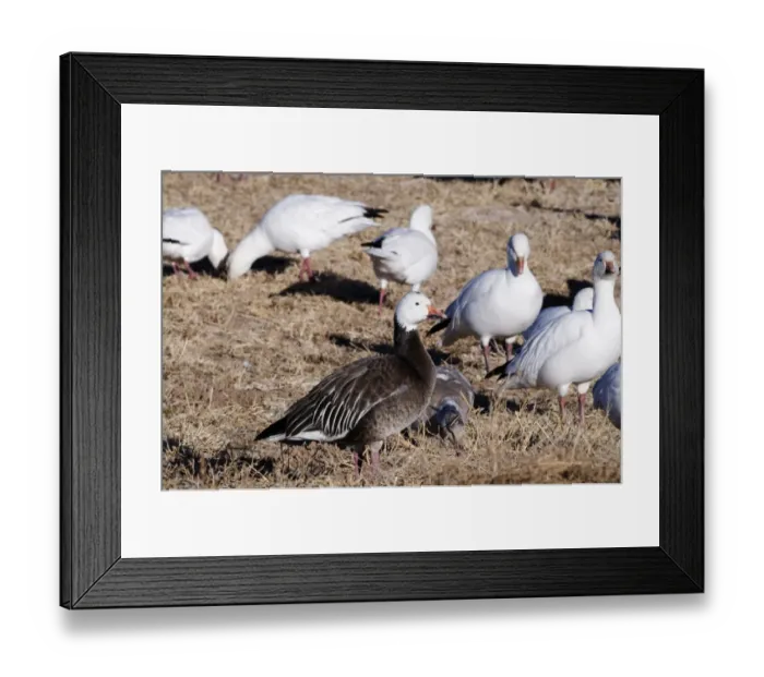 Framed Print : Snow Geese Chen caerulescens (incl Blue Snow goose) Bosque del Apache leaving roost Framed Print : Snow Geese Chen caerulescens (incl Blue Snow goose) Bosque del Apache leaving roost