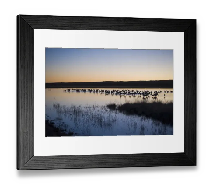 Framed Print : Sandhill Cranes Grus canadensis on roosting pond Bosque Del Apache New Mexico USA January Framed Print : Sandhill Cranes Grus canadensis on roosting pond Bosque Del Apache New Mexico USA January