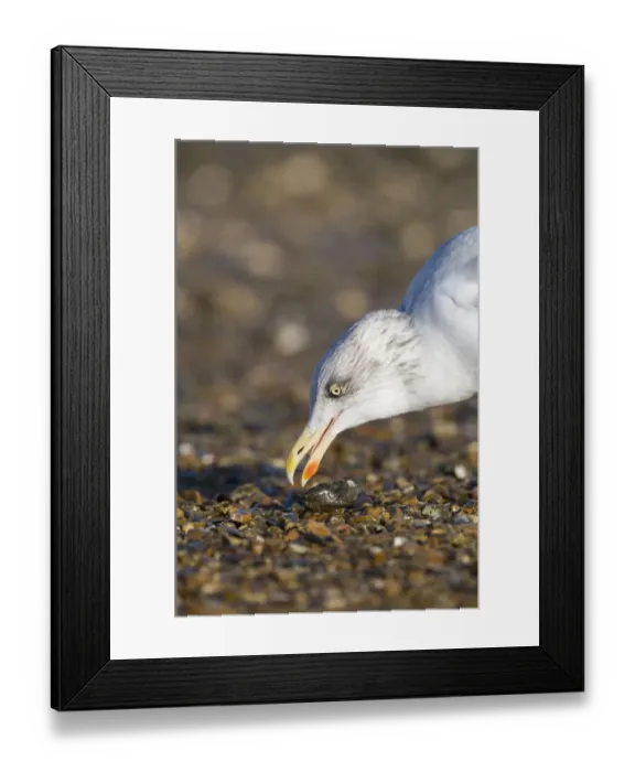 Framed Print : Herring Gull Larus argentatus feeding on mussel Brancaster Norfolk winter Framed Print : Herring Gull Larus argentatus feeding on mussel Brancaster Norfolk winter