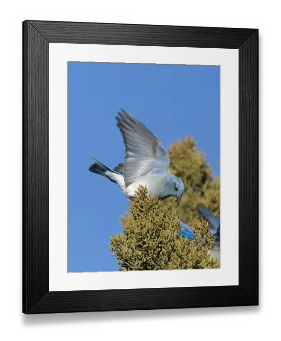 Framed Print : Mountain Bluebird Sialia currucoides feeding on Juniper berries New Mexico USA January Framed Print : Mountain Bluebird Sialia currucoides feeding on Juniper berries New Mexico USA January