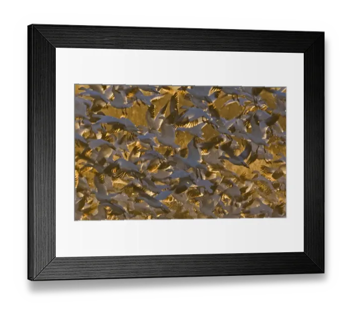Framed Print : Snow Geese Chen caerulescens at dawn Bosque del Apache New Mexico USA January Framed Print : Snow Geese Chen caerulescens at dawn Bosque del Apache New Mexico USA January